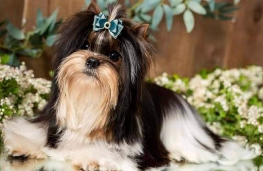 Mojo — Yorkshire Terrier sire