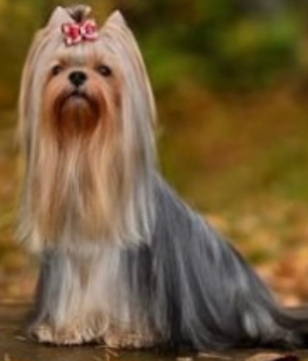 Reagan — Yorkshire Terrier sire
