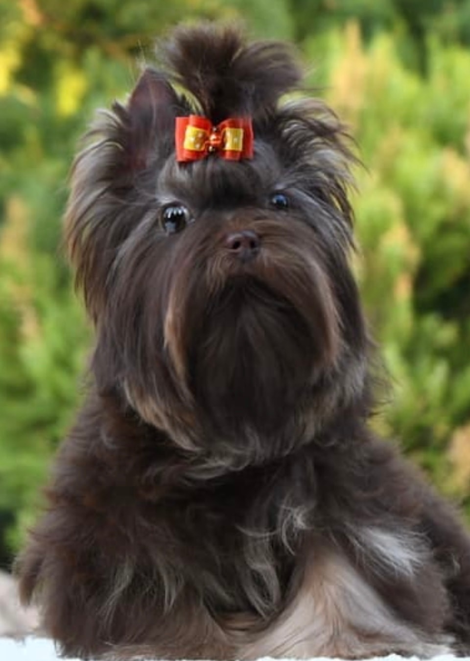 Reeses — Champion Chocolate & Tan Yorkshire Terrier sire