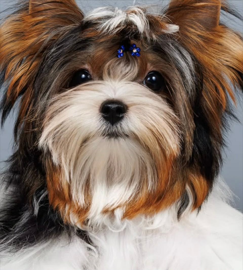 Rowdy — Yorkshire Terrier sire