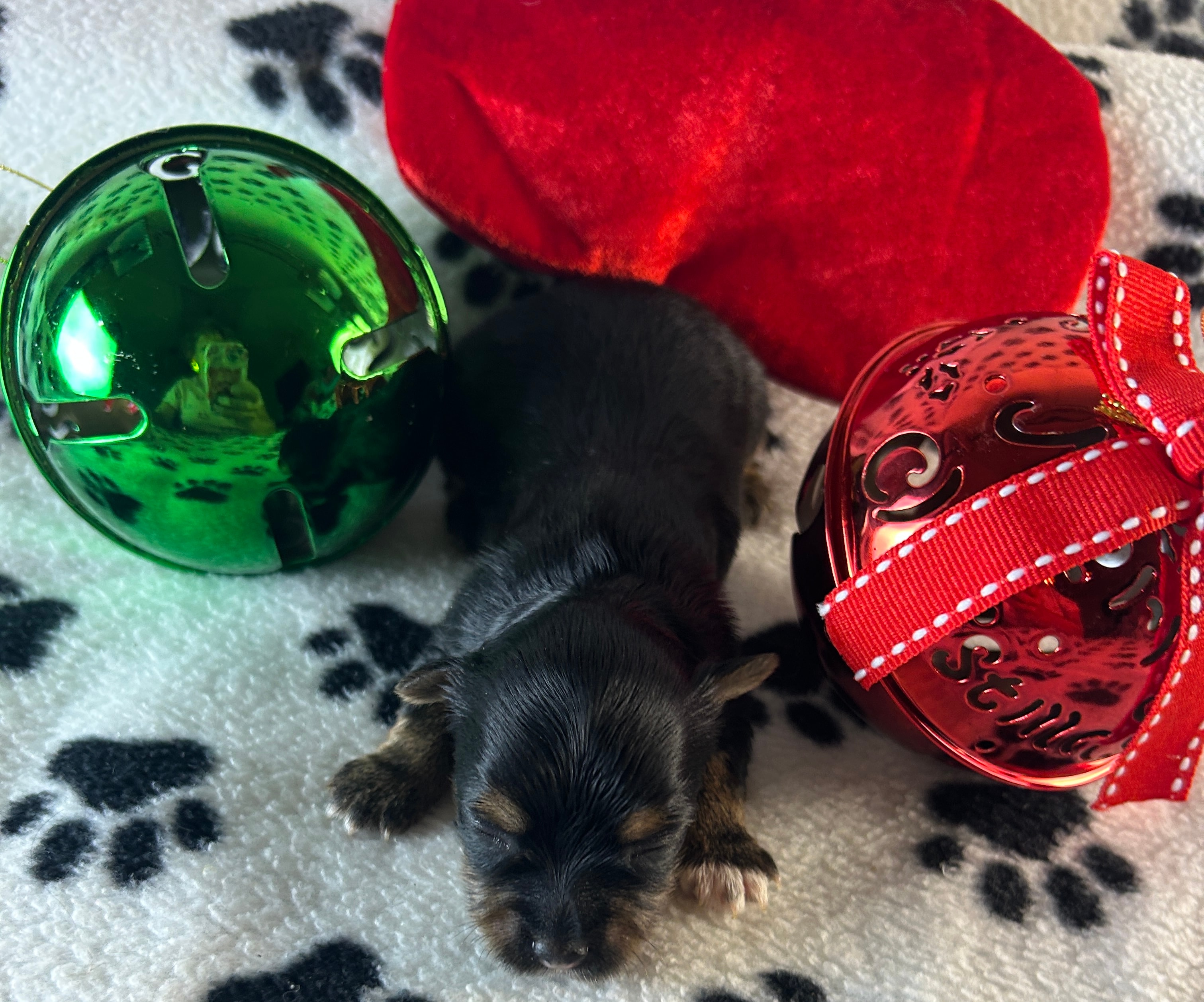 Prestigious Female Yorkshire Terrier puppies