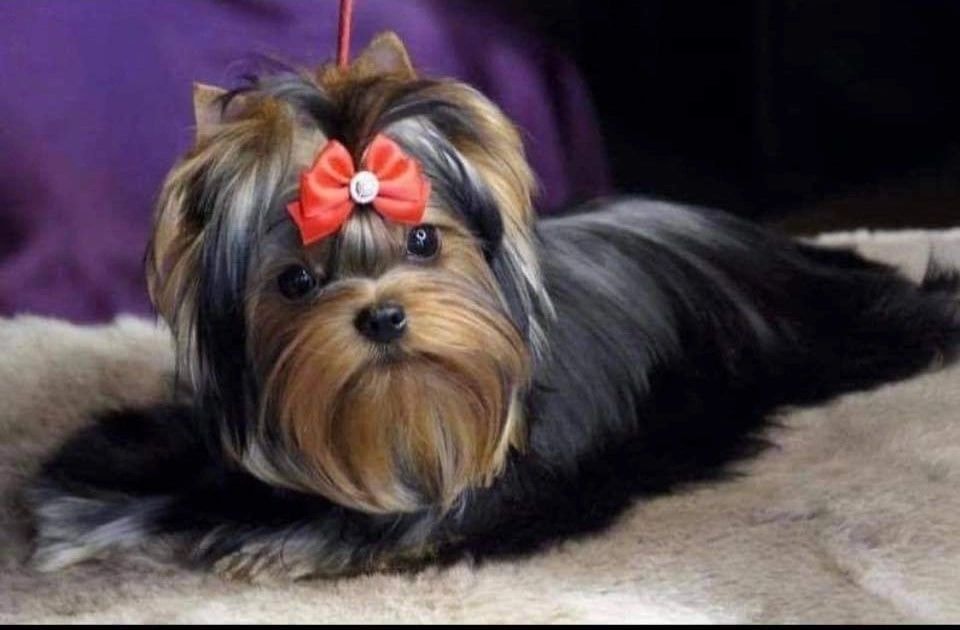 Experienced Yorkshire Terrier breeder