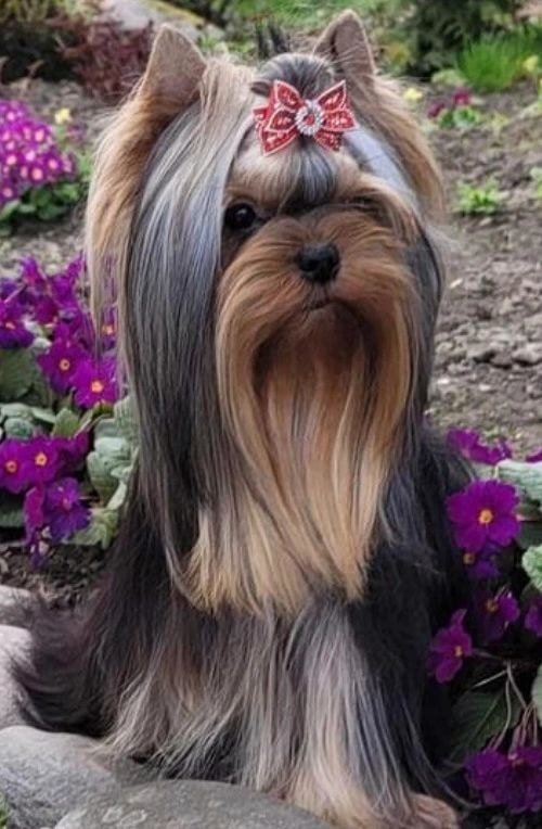 Yorkshire Terrier furever friend