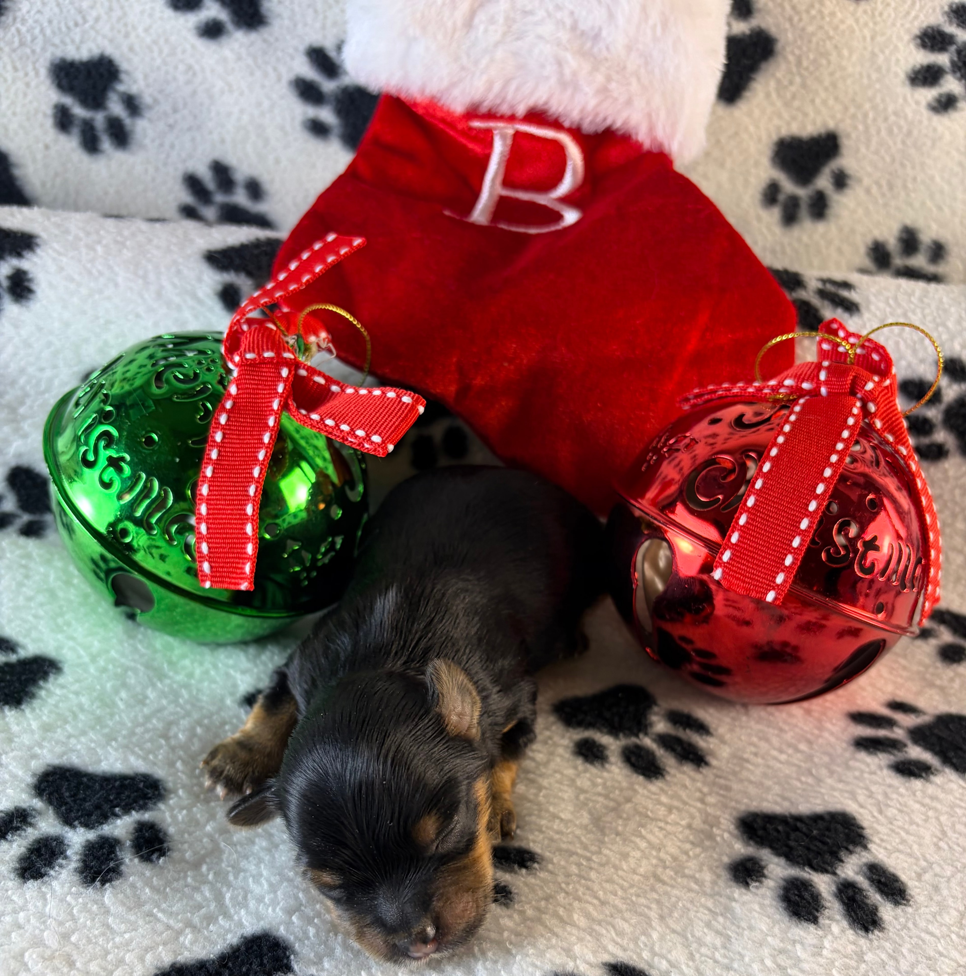 Prestigious Male Yorkshire Terrier puppies