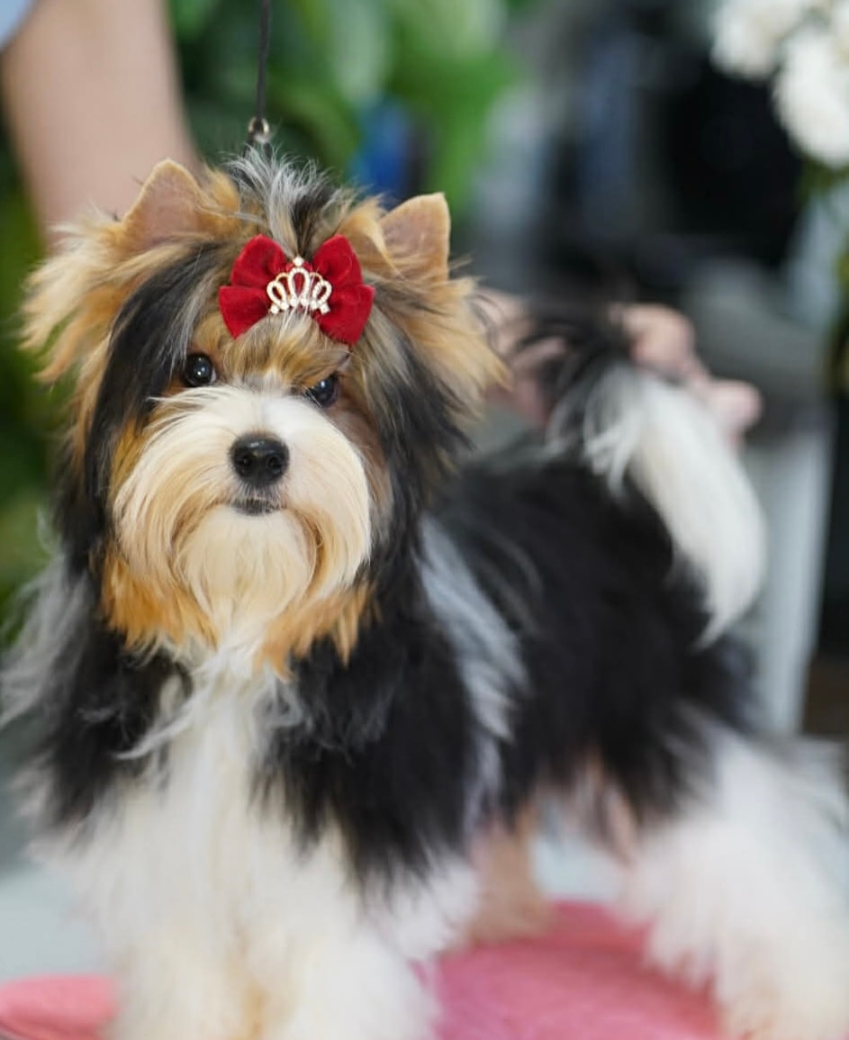 Xena — Yorkshire Terrier mom