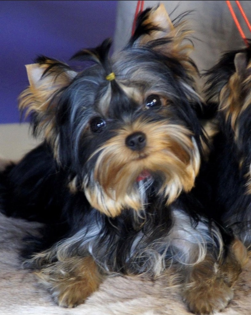 Diva x Reeses litter